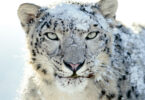 Léopard des neiges 1