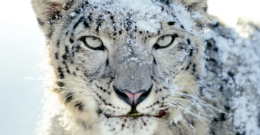 Snježni leopard 1