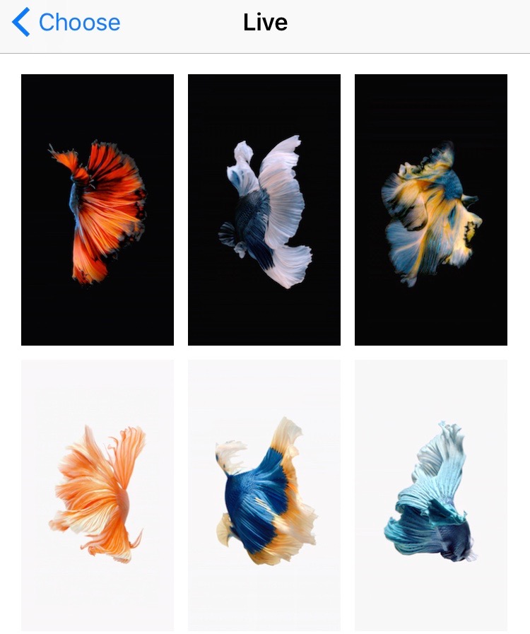 Tapety na żywo z rybami z 3D Touch i Force Touch w iPhone 8 / iOS 11