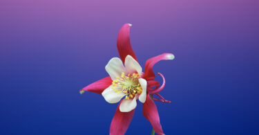 Cvijet AQUILEGIA