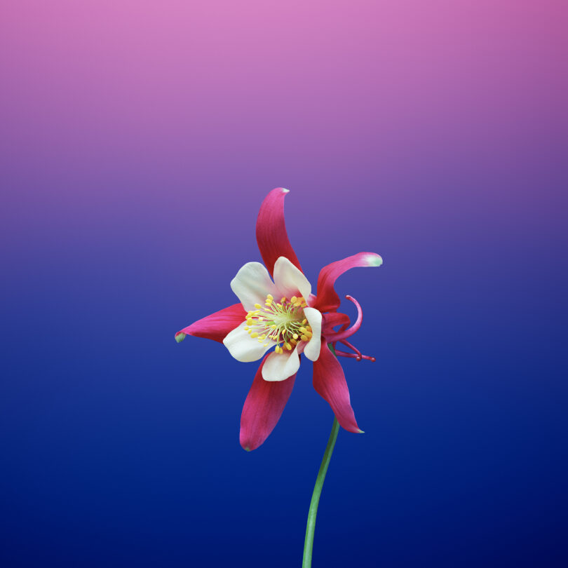 फूल एक्विलेजिया