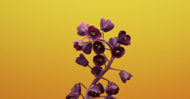Cvijet FRITILLARIA
