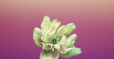 iOS 11 原版 iPhone X iPhone 8 / iPad 壁紙 - 花卉、太空和條紋