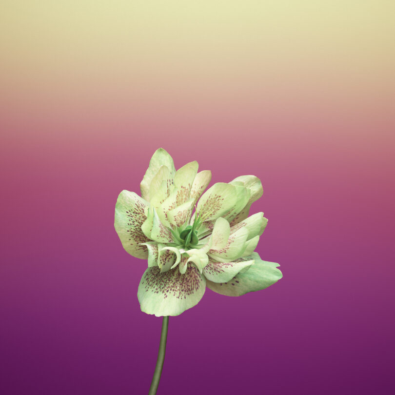 Blomst HELLEBORUS